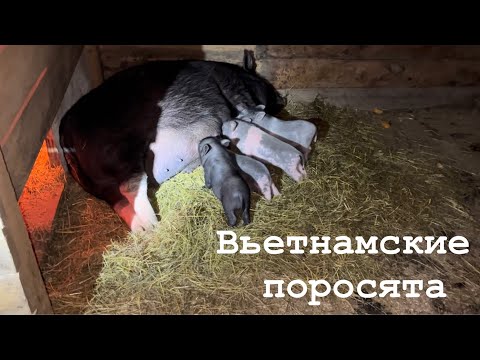 Видео: Вьетнамские поросята