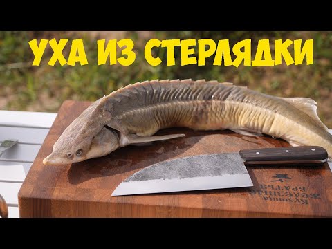 Видео: Уха из стерляди на костре. Сербский нож.