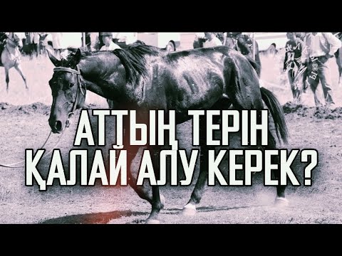 Видео: ТЕР АЛУ ТҮРЛЕРІ және ҚАРАЖАРЫС💦 | Жылқы Жайлы