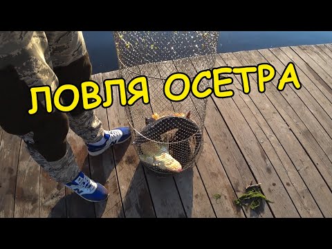 Видео: Ловля ОСЕТРА на платнике. Рыбалка 2024 #осётр #рыбалка