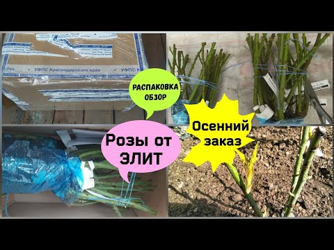 Видео: Распаковка посылки с саженцами роз из питомника Элит.Осенний заказ.