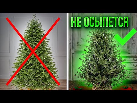 Видео: Эти новогодние ёлки не простоят долго! На что обратить внимание при выборе живой ёлки?