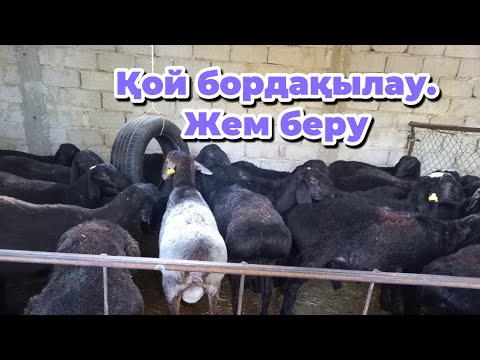 Видео: Қойларға жем беру . Бордақылау.#мал #farming #қой #goat #қошқар 