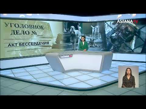 Видео: Скотомогильник с десятками выпотрошенных собак обнаружили в Алматинской области