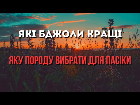 Видео: Які бджоли кращі. Як вибрати породу бджіл для пасіки.