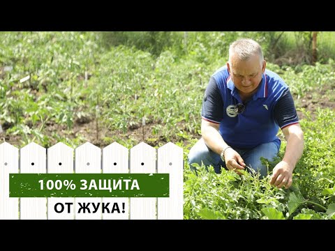 Видео: Чем обработать картофель от жука? Препарат со 100% гарантией!