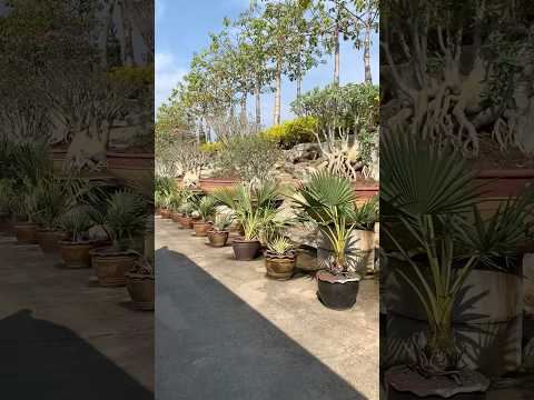 Видео: Сад мадам Нонг Нуч