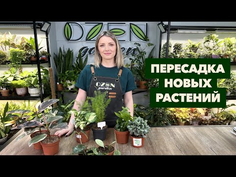 Видео: Пересадка новых комнатных растений и цветов » Апрель 2025