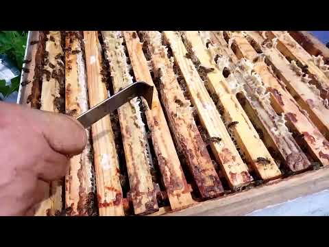 Видео: 8 июля