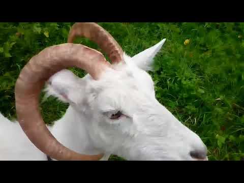 Видео: Как определить возраст у козы