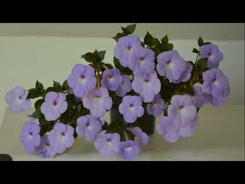 Видео: Ахименес.  Сорта любимчики