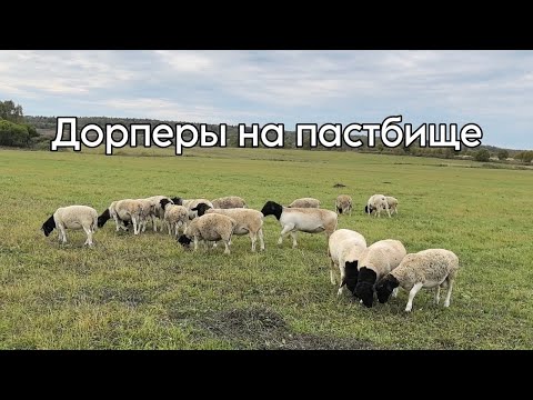 Видео: Дорперы на пастбище