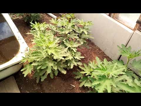 Видео: Гранат в июле  в теплице .