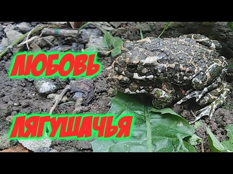 Видео: Лягушачья любовь  Frog love Необычная лягушачья любовь