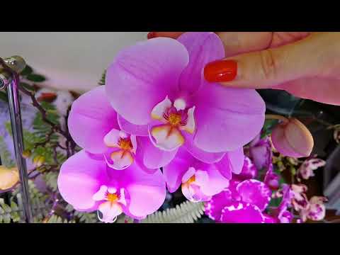 Видео: Ползают и нервы трепят| Туфелька королевы. Тайсуко Анна. Арт нова бабочка ВОТ ЭТО ЦВЕТОК Шоколад 50+