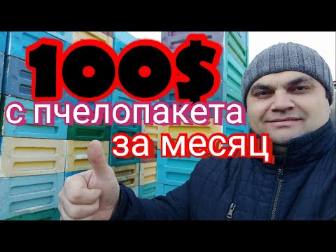 Видео: 100$ с пчелопакета за месяц на акации. Секреты шестирамочника.