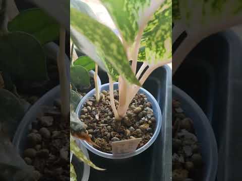 Видео: Обзор растений на кухне (часть 3)
