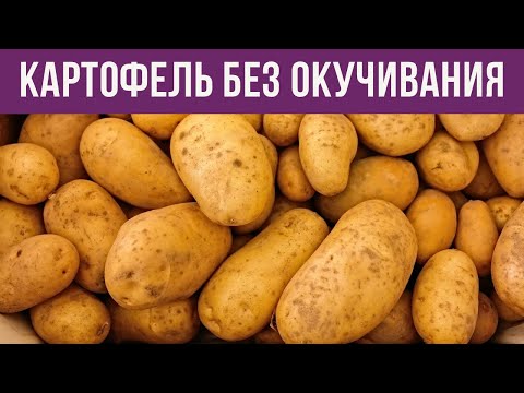 Видео: Как вырастить картошку без копания и окучивания? Простой и эффективный метод