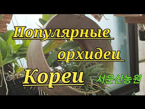 Видео: Популярные орхидеи Кореи.(прогулка по теплице).서운산농원.