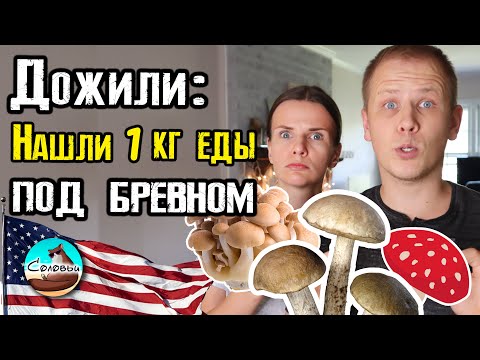 Видео: Дожили: нашли 1 кг еды под бревном и всё съели! (с большим удовольствием)