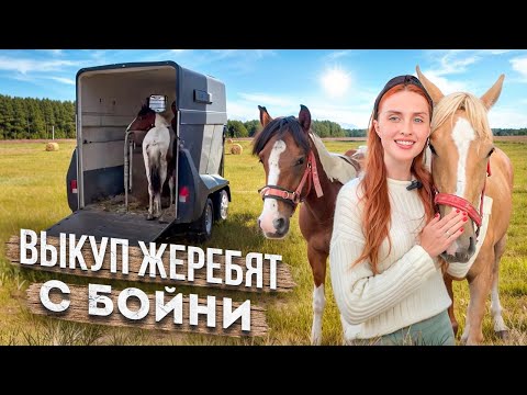 Видео: Выкуп лошадей с бойни