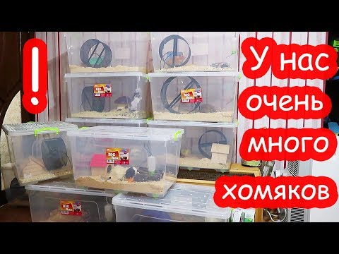 Видео: У нас очень много хомяков