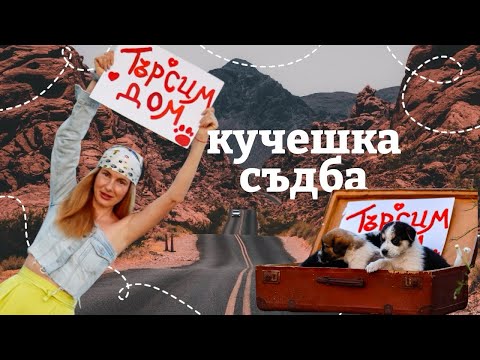 Видео: Мисия: търся дом на три кученца, обикаляме заедно страната