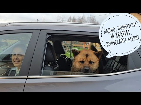 Видео: Шок контент для Пса Кубика! Мы поменялись зверями! Отдали собаку, а себе оставили кота