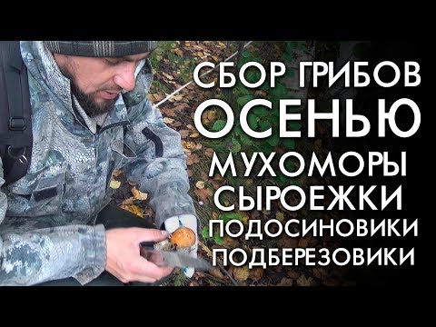Видео: СБОР ГРИБОВ ОСЕНЬЮ / МУХОМОРЫ СЫРОЕЖКИ ПОДБЕРЕЗОВИКИ ПОДОСИНОВИКИ КРАСНОГОЛОВИКИ