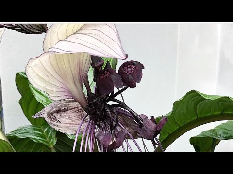Видео: Tacca White Bat Plant ( Такка)