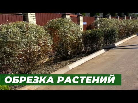 Видео: Обрезка растений на участке.