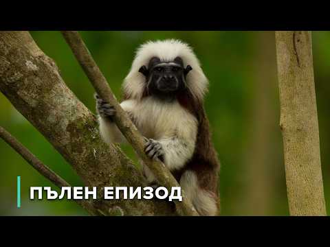 Видео: Мона си търси ново семейство тамарини | Дивата природа на Колумбия 104