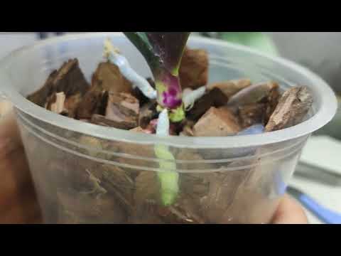 Видео: Очень быстрое вмешательство спасёт орхидею от болезни! Добрались к ОЧАГУ не вытаскивая орхидею.