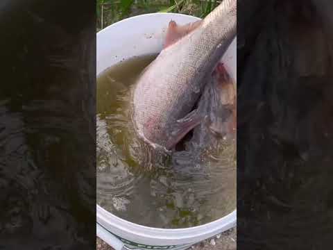 Видео: Как ми ловили карп , Толстолоб , карась #карп #толстолобик #отдых #семья 