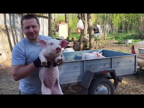 Видео: ‼️ Новая партия свиней 🐷 свиньи как Бизнес - Миллион на поросятах 💰💵