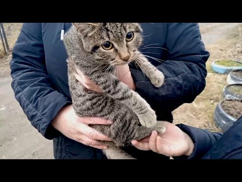Видео: Снова котик на столбе, но есть нюанс