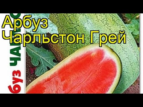 Видео: Арбуз Чарльстон Грей. Краткий обзор, описание характеристик citrullus lanatus Charlston Grej