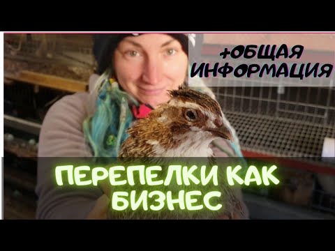 Видео: Перепелиная ферма как бизнес / Заработок на перепелах в деревне