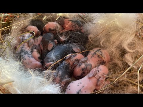 Видео: Симка родила✨🐰обзор крольчат и всех кроликов🐇🎀