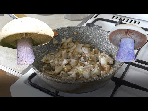 Видео: Синеножка, Рядовка лиловоногая, собираем и как приготовить.