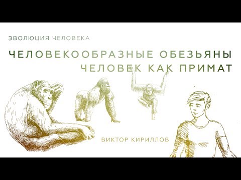 Видео: 3. Человекообразные обезьяны. Человек как примат. Происхождение человека - 10 класс