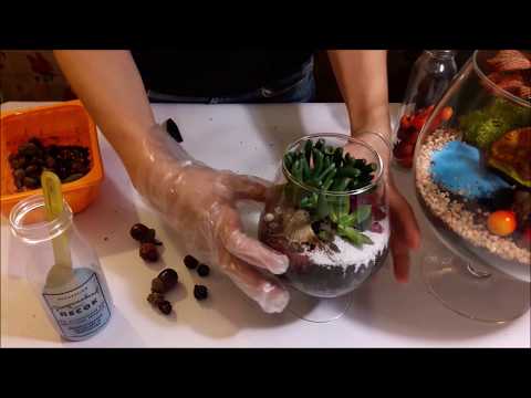 Видео: Флорариум Реанимация флорариума