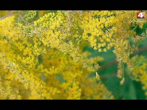 Видео: Золотарник. 02.11.2018