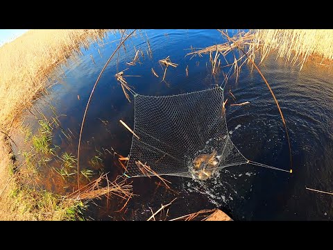 Видео: В ЭТОЙ ЛУЖЕ РЫБЫ БОЛЬШЕ ЧЕМ ВОДЫ! КАМЫШ ХОДИТ ХОДУНОМ. ЗАКИНУЛ ПАУК И ЕЛЕ ПОДНЯЛ. Рыбалка на паук