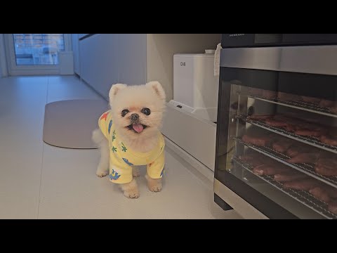 Видео: Мою собаку-любительницу поесть всю трясет от вида лакомства