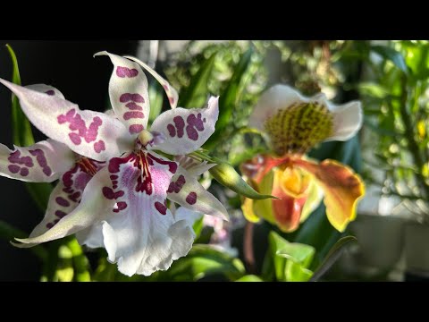 Видео: Орхидеи-октябринки. Загадочная мильтония
