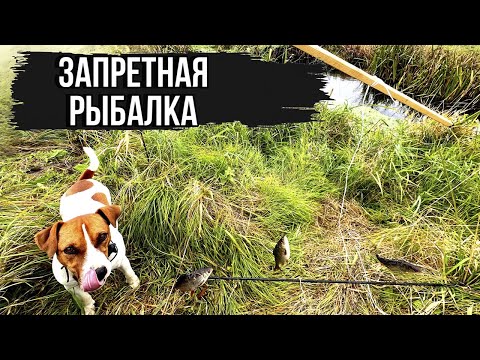 Видео: Рыбалка на Экраны - Телевизоры. Запрещенная Рыбалка Многими Странами...