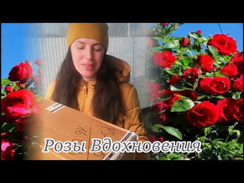 Видео: Розы Вдохновения. Обзор саженцев. Весна 2022