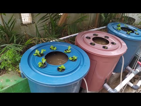 Видео: Разведение сома с системой Aquaponic