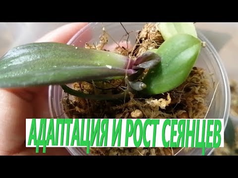 Видео: Сеянцы из фласки.  Прошла неделя.  Осмотр, полив, нюансы ухода.